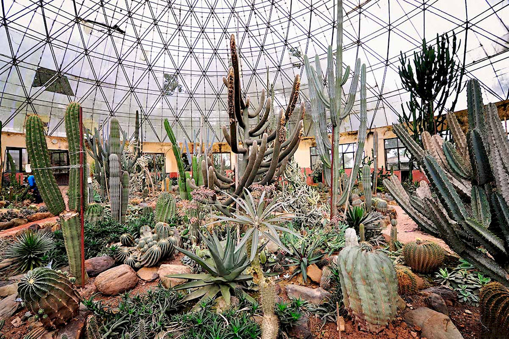 The Cactus Greenhouse in Ba Vi National Park is a unique and fascinating attraction that showcases a different side of the park's rich biodiversity